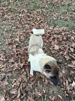 John Deere, a male Akita for sale in Perry, AR – Photo 4 of 5