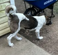 John Deere, a male Akita for sale in Perry, AR – Photo 3 of 5
