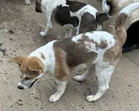 Jelly Bean, a male Akita for sale in Perry, AR – Photo 3 of 5