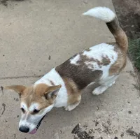 Jelly Bean, a male Akita for sale in Perry, AR – Photo 2 of 5