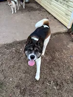 Jelly Bean, a male Akita for sale in Perry, AR – Photo 5 of 5