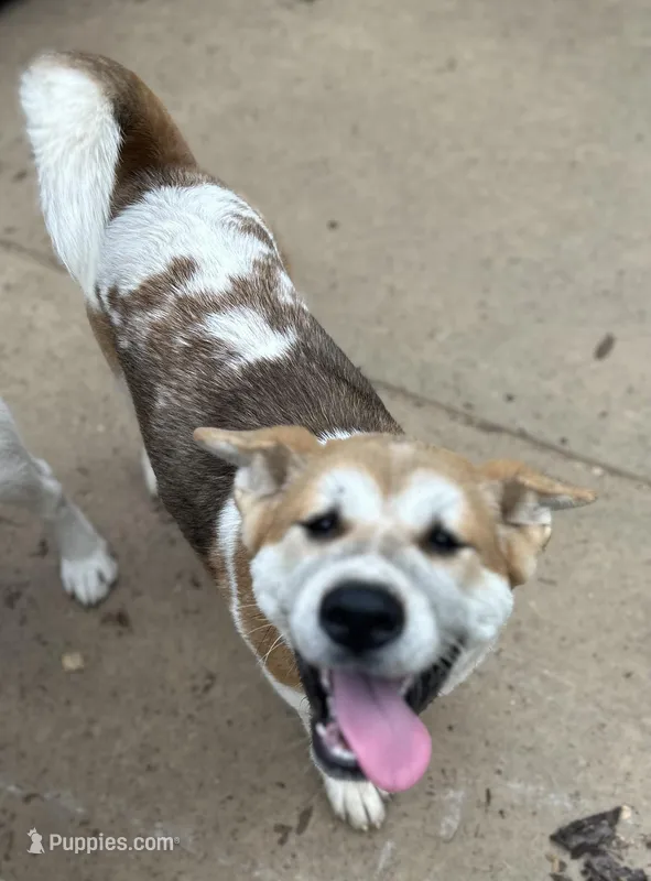 Jelly Bean – Akita puppy for sale in Perry, AR