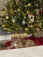 Red, a female Cavapoo for sale in Lake Orion, MI – Photo 9 of 9
