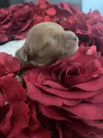 Red, a female Cavapoo for sale in Lake Orion, MI – Photo 8 of 9