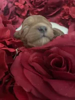 Red, a female Cavapoo for sale in Lake Orion, MI – Photo 2 of 9