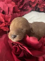 Red, a female Cavapoo for sale in Lake Orion, MI – Photo 1 of 9