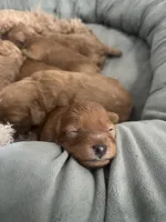 Brownie, a male Cavapoo for sale in Lake Orion, MI – Photo 1 of 8