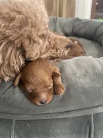 Brownie, a male Cavapoo for sale in Lake Orion, MI – Photo 3 of 8