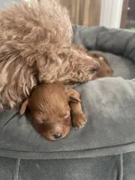 Brownie, a male Cavapoo for sale in Lake Orion, MI – Photo 4 of 8