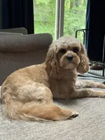 Brownie, a male Cavapoo for sale in Lake Orion, MI – Photo 8 of 8