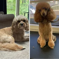 Brownie, a male Cavapoo for sale in Lake Orion, MI – Photo 7 of 8