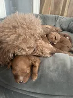 Brownie, a male Cavapoo for sale in Lake Orion, MI – Photo 2 of 8