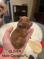 Oliver, a male Cavapoo for sale in Lake Orion, MI – Photo 1 of 5