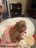 Oliver, a male Cavapoo for sale in Lake Orion, MI – Photo 2 of 5