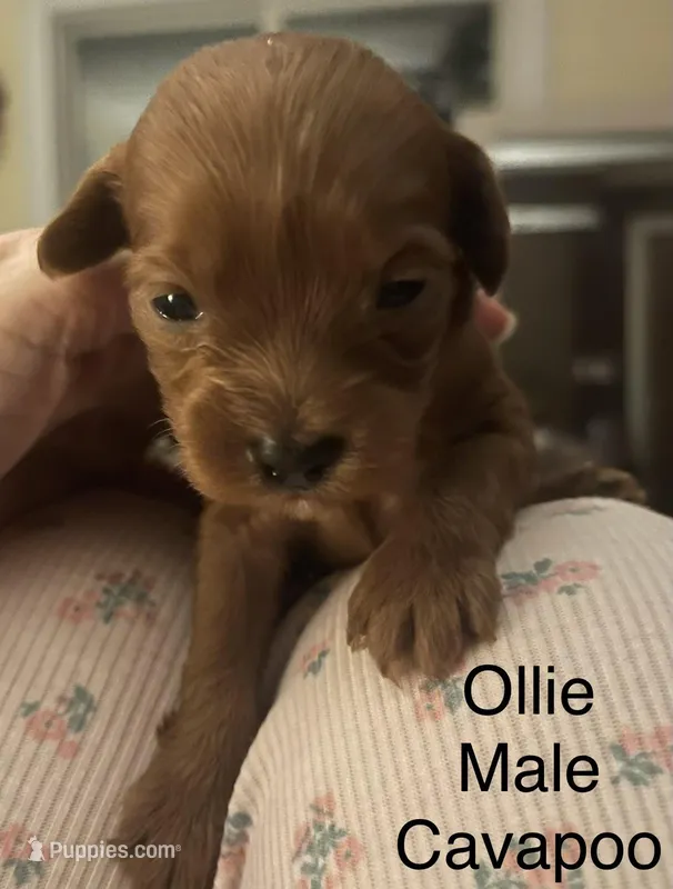 Ollie – Cavapoo puppy for sale in Lake Orion, MI