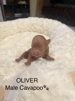 Oliver, a male Cavapoo for sale in Lake Orion, MI – Photo 3 of 5