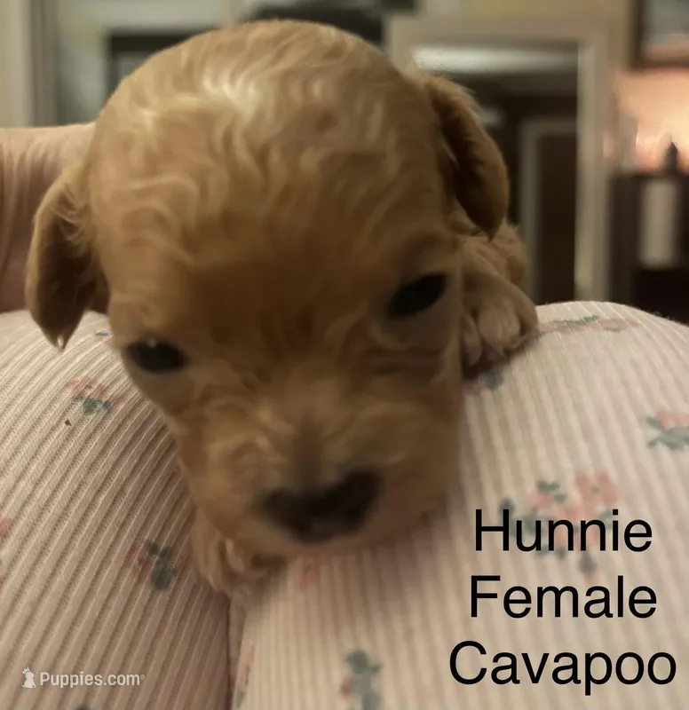 Hunnie – Cavapoo puppy for sale in Lake Orion, MI