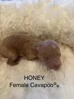 Honey, a female Cavapoo for sale in Lake Orion, MI – Photo 4 of 4