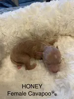 Honey, a female Cavapoo for sale in Lake Orion, MI – Photo 2 of 4