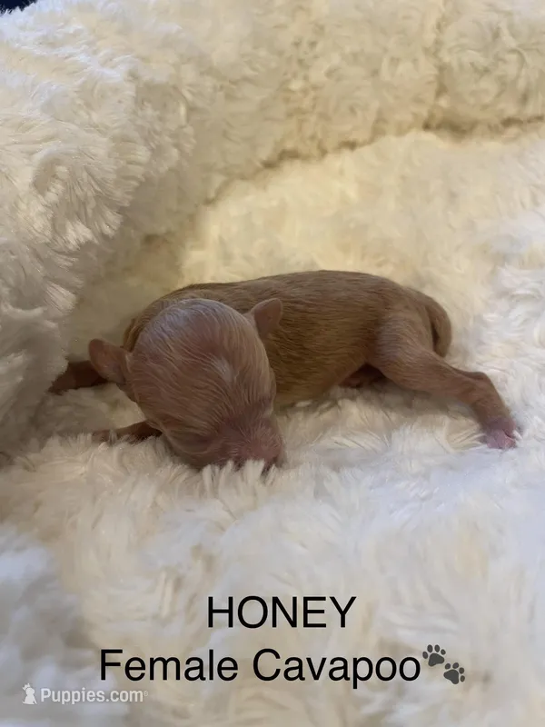 Honey – Cavapoo puppy for sale in Lake Orion, MI