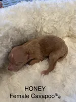 Honey, a female Cavapoo for sale in Lake Orion, MI – Photo 3 of 4
