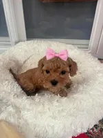 Daisy, a female Cavapoo for sale in Lake Orion, MI – Photo 2 of 10