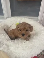 Daisy, a female Cavapoo for sale in Lake Orion, MI – Photo 4 of 10