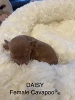 Daisy, a female Cavapoo for sale in Lake Orion, MI – Photo 3 of 6