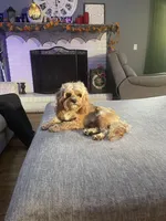 Daisy, a female Cavapoo for sale in Lake Orion, MI – Photo 6 of 6