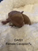 Daisy, a female Cavapoo for sale in Lake Orion, MI – Photo 2 of 6