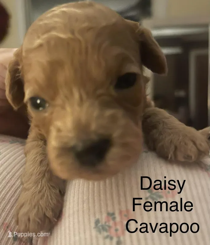 Daisy – Cavapoo puppy for sale in Lake Orion, MI