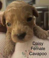 Daisy, a female Cavapoo for sale in Lake Orion, MI – Photo 5 of 10