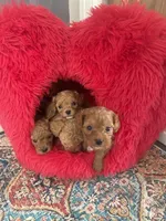 Daisy, a female Cavapoo for sale in Lake Orion, MI – Photo 10 of 10