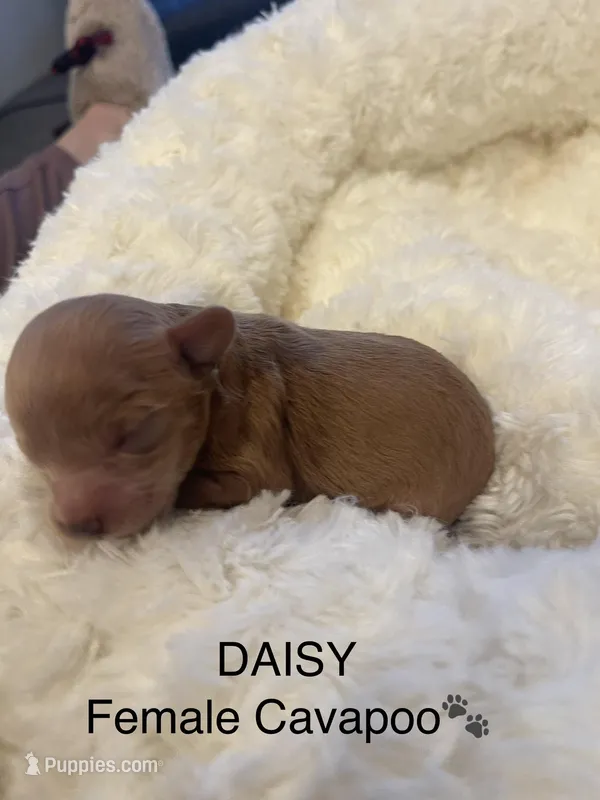 Daisy – Cavapoo puppy for sale in Lake Orion, MI
