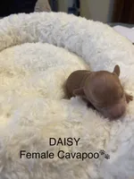 Daisy, a female Cavapoo for sale in Lake Orion, MI – Photo 4 of 6
