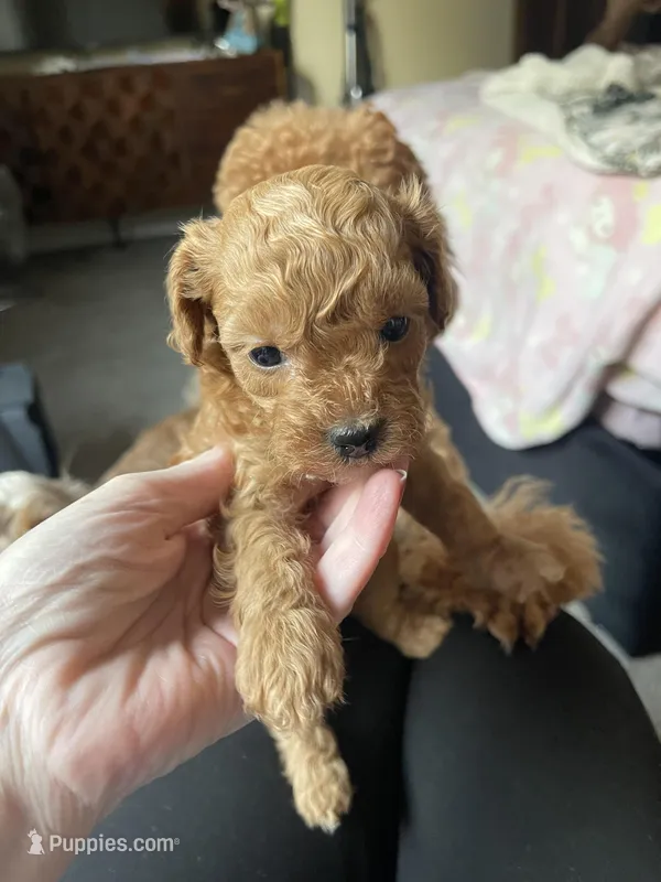 Daisy – Cavapoo puppy for sale in Lake Orion, MI