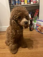 Daisy, a female Cavapoo for sale in Lake Orion, MI – Photo 5 of 6