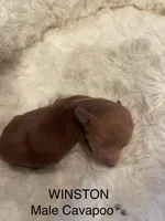 Winston, a male Cavapoo for sale in Lake Orion, MI – Photo 1 of 4