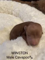 Winston, a male Cavapoo for sale in Lake Orion, MI – Photo 3 of 4