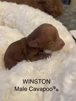 Winston, a male Cavapoo for sale in Lake Orion, MI – Photo 4 of 4