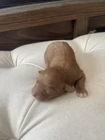 Reed, a male Cavapoo for sale in Lake Orion, MI – Photo 1 of 7