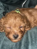 Greenie, a female Cavapoo for sale in Lake Orion, MI – Photo 4 of 6