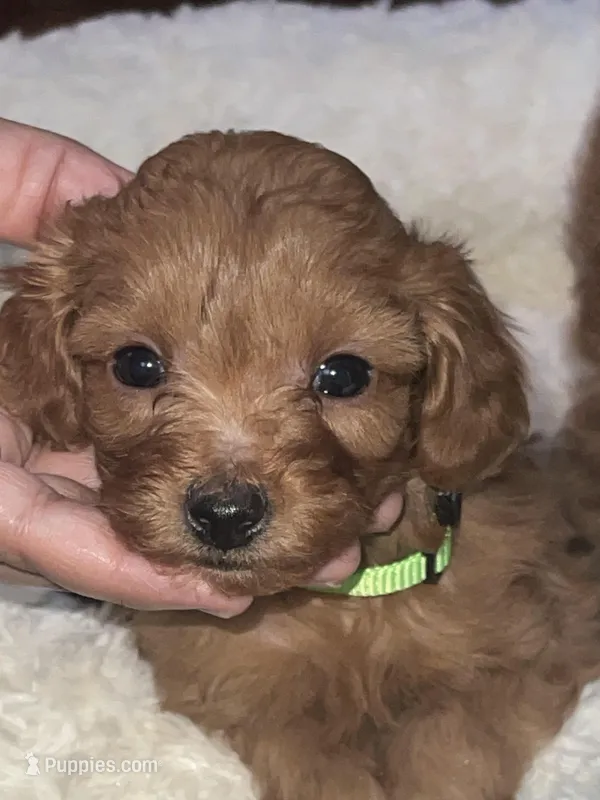 Greenie – Cavapoo puppy for sale in Lake Orion, MI