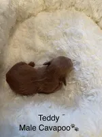 Teddy, a male Cavapoo for sale in Lake Orion, MI – Photo 4 of 4