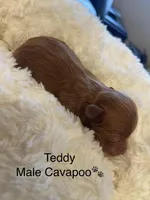 Teddy, a male Cavapoo for sale in Lake Orion, MI – Photo 2 of 4