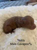 Teddy, a male Cavapoo for sale in Lake Orion, MI – Photo 3 of 4