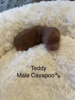 Teddy, a male Cavapoo for sale in Lake Orion, MI – Photo 1 of 4