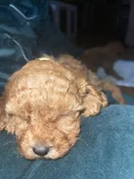 Bluey, a male Cavapoo for sale in Lake Orion, MI – Photo 4 of 4