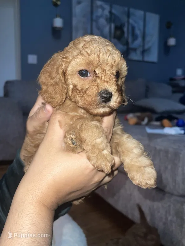 Bluey – Cavapoo puppy for sale in Lake Orion, MI