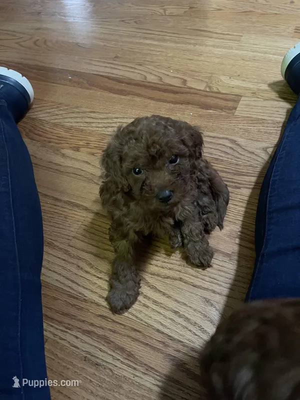 Bluey – Cavapoo puppy for sale in Lake Orion, MI